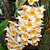 Dendrobium Thyrsiflorum - Tamanho 3 - Imagem 1