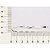 CORRENTE PRATA 925 ELO CADEADO 60CM ROMMANEL 830062 - Imagem 3