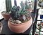 Terrário de plantas com enfeite - Imagem 1