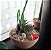 Terrário com mix de plantas - Imagem 1