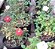 Mini rosas - cores sortidas - Imagem 1