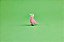 Lego 31170 - Animal Selvagem Flamingo Rosa - Lego Creator - Imagem 8