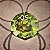 Arachnophobia - Set de Dados (7 peças) - Imagem 8