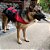 Pet Safe - Imagem 1