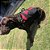 Pet Safe - Imagem 3