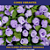 Mini Florzinha De Plastico - Pct C/ 144 Unid. Cor:LILAS-164 - Imagem 3
