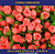 Mini Florzinha De Plastico - Pct C/ 144 Unid. Cor:CORAL-816 - Imagem 4