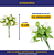 Mini Florzinha De Plastico - Pct C/ 144 Unid. Cor:BRANCO-101 - Imagem 2
