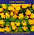 Mini Florzinha De Plastico - Pct C/ 144 Unid. Cor:AMARELO-CANARIO-106 - Imagem 4