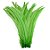 Pena Calda Rabo de Galo Pluma - Pct c/100 unid. - Tam: 25-30cm Cor:VERDE-LIMAO-225 - Imagem 1