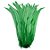 Pena Calda Rabo de Galo Pluma - Pct c/100 unid. - Tam: 25-30cm Cor:VERDE-BANDEIRA-540 - Imagem 1