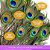 10 Penas de Pavão Natural - Tam: 25-30cm Artesanato, Cocar, Decoração - Imagem 3