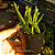 Crassula Muscosa - Imagem 1