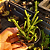 Crassula Muscosa - Imagem 3