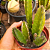 Stapelia Hirsuta "Cacto-Estrela" (flor roxa) - Imagem 3