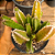 Stapelia Hirsuta "Cacto-Estrela" (flor roxa) - Imagem 4
