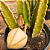 Stapelia Hirsuta "Cacto-Estrela" (flor roxa) - Imagem 2
