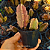 Stapelia Hirsuta "Cacto-Estrela" (flor roxa) - Imagem 5