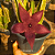 Stapelia Hirsuta "Cacto-Estrela" (flor roxa) - Imagem 1