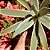 Agave angustifolia (Piteira do Caribe) - Imagem 4