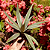 Agave angustifolia (Piteira do Caribe) - Imagem 3