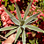 Agave angustifolia (Piteira do Caribe) - Imagem 1