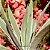 Agave angustifolia (Piteira do Caribe) - Imagem 2