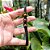 Pulseira Artesanal de Olho de Tigre Natural com 3 Pedras em Fio de Seda - Imagem 8