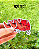 Adesivo Foxy Cat - Imagem 1