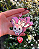 Clicker Coelho Rosinha 🎀💗 - Imagem 2