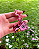 Chaveiro Clicker Zobble - Imagem 2