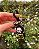 Kit Fran Bow - Imagem 4