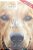 Livro Quatro Vidas de um Cachorro Autor Cameron, W. Bruce (2016) [seminovo] - Imagem 1