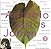 Cd Tom Jobim - Songbook Antonio Carlos Jobim 2 Interprete Vários (1998) [usado] - Imagem 1