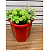 Baldes de 8L Multiuso Cestos Reforçado Colorido para Limpeza, Vasos Jardinagem e etc - Imagem 2