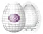 Kit Masturbador Masculino Egg Spider + Anel Peniano C/ Vibro Spider Roxo - Imagem 6
