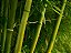 Aromatizador Bamboo Frasco Com válvula (1 Litro) - Imagem 2