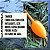 Boia Paulistinha Inteligente Carambola - Imagem 5