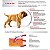 Ração Royal Canin Mini Dermacomfort - 2,5kg - Imagem 3