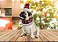 Fantasia Pet Natal Xadrez Gorro e Gola Luxo Guizo - Magizi - Imagem 2