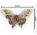 Kit Borboleta Decor Luxo Plumas e Pedras Brilho Bronze 6 Pç - Imagem 2