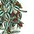 Folhagem Pendente Lambari Artificial Verde e Vinho Premium 64cm - MC Flores - Imagem 2