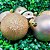 Kit 6 Bolas Natal Champanhe 8cm Mista Glitter, Fosca e Lisa - Master Christmas - Imagem 4