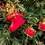 Kit 18 Mini Enfeites Natal Tambor e Botinha Instrumento Veludo Vermelho e Dourado 3cm - Magizi - Imagem 2
