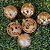 Conjunto 15 Bolas Natal Textura Rena e Folhagens Champanhe Luxo 8cm e 10cm - Master Christmas - Imagem 2