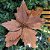 Kit 4 Flores Pick Natal Bico de Papagaio Rosê Veludo Texturizado Borda Glitter Champanhe 20cm - Master Christmas - Imagem 2