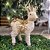 Rena Decorativa Sisal e Pelúcia Champanhe Arranjo Dourado 45cm - Cromus - Imagem 2
