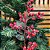 Kit 2 Galhos Pick Decorativo Natal Azevinhos Vermelho Nevado 40cm - Master Christmas - Imagem 2