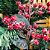Kit 2 Galhos Pick Decorativo Natal Azevinhos Vermelho Nevado 40cm - Master Christmas - Imagem 4