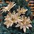 Buquê Flor Bico de Papagaio Dourado Glitter Luxo 50cm 5 Flores - Nataluz - Imagem 2